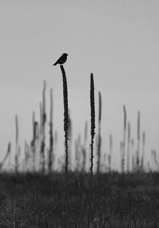 Black-and-white photo of silhouetted bird perched on a stalk of grass