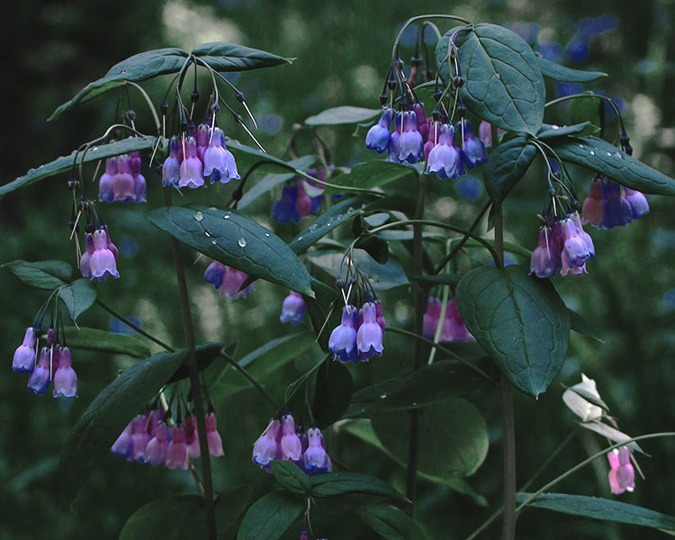 Mountain bluebells