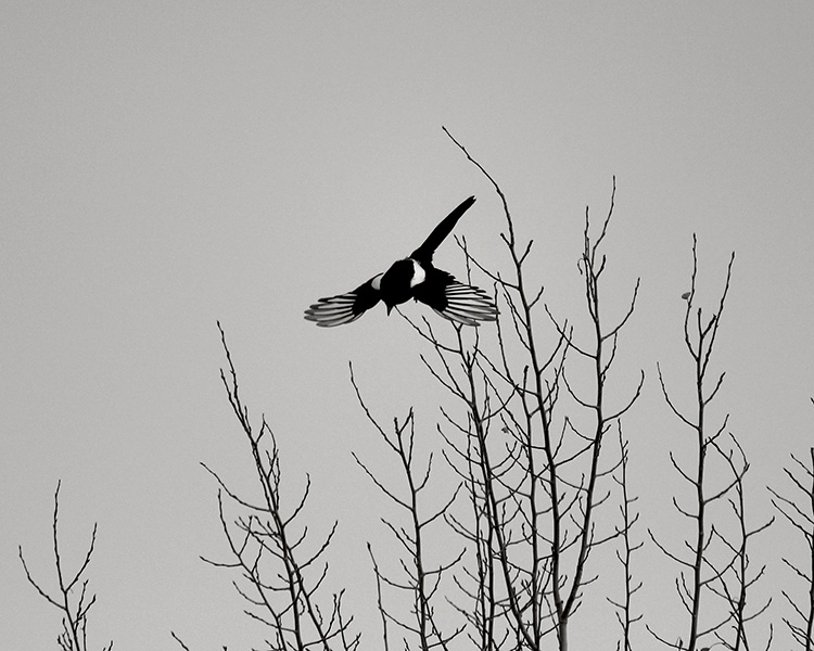 Black-and-white photo of magpie flying from a tree in winter