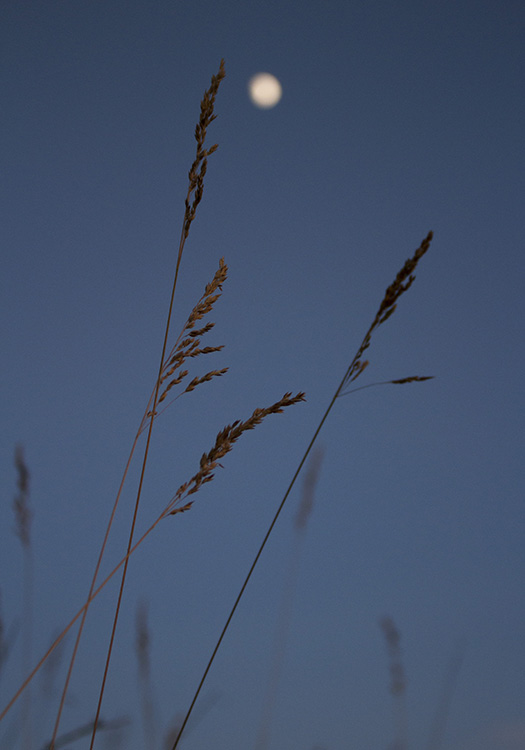 Blooming grasses at twilight with moon in the background