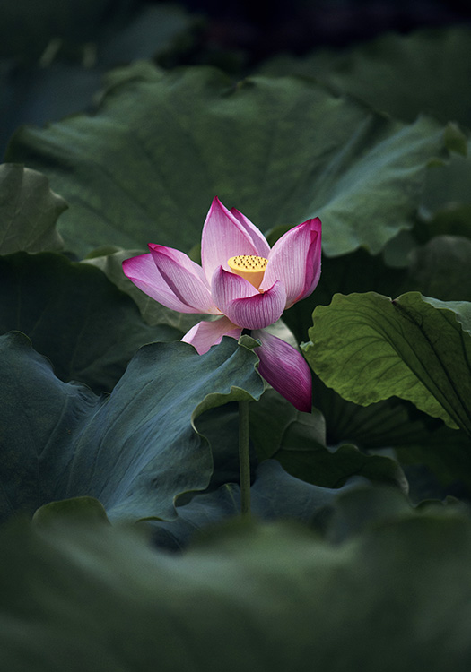 Pink lotus flower