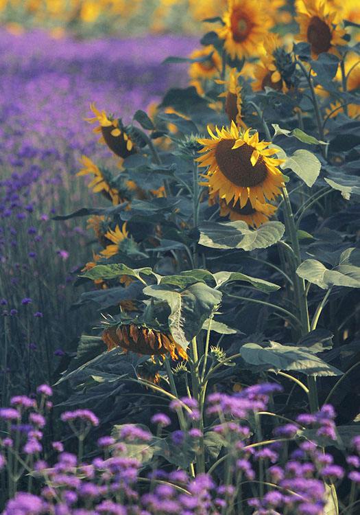 Meadow with sunflowers