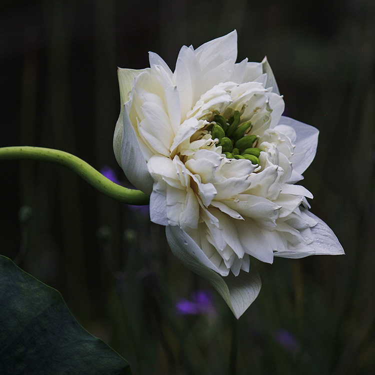 White lotus flower